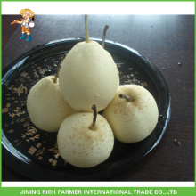 Fruta chinesa de alta qualidade New Crop Fresh Ya Pear